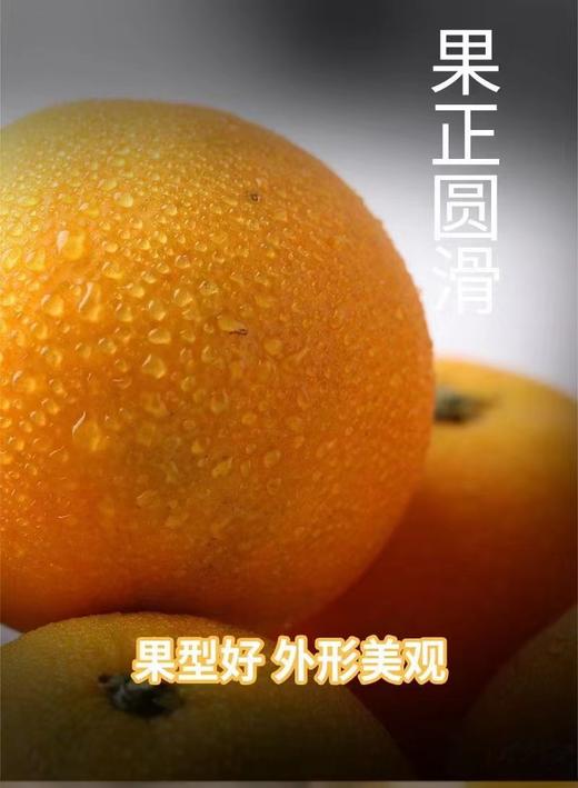 四川耙耙柑应季橙子现摘果冻橙5斤/8斤新鲜水果 商品图4