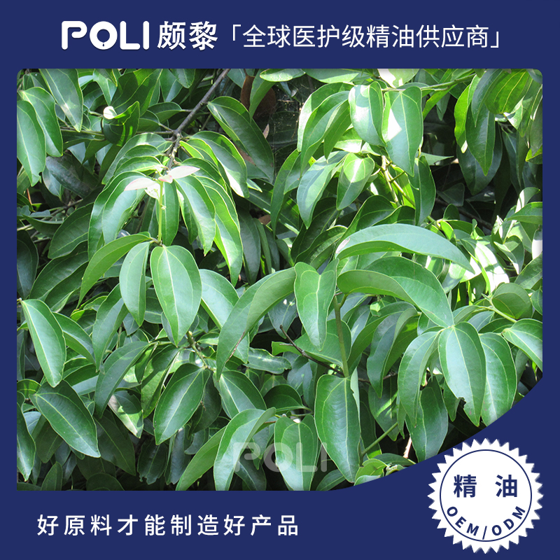 斯里兰卡进口有机肉桂叶精油原料颇黎斯里兰卡肉桂叶进口精油