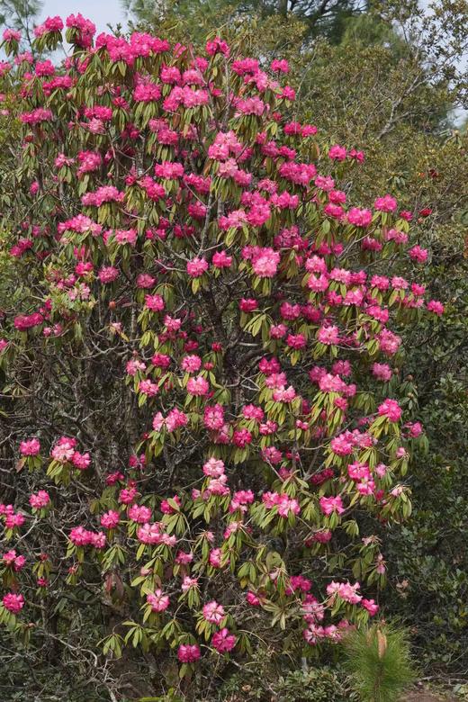 成人徒步 | 3.15周日寻甸凤龙山，草原徒步当日往返， 打卡高山草甸云端牧场，看昆明小新西兰！ 商品图3