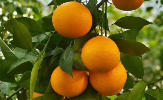 正宗象山黄美人新鲜柑橘大棚爆甜礼盒装晚熟 商品图3