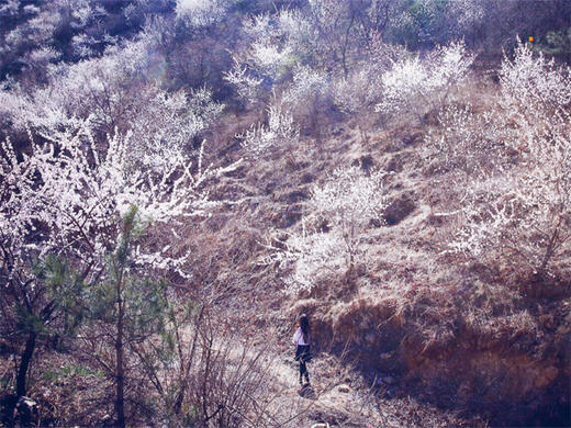 【银山塔林1日】湖门村-塔林环穿の徒步漫山遍野的粉色花海如梦如幻（初级） 商品图6