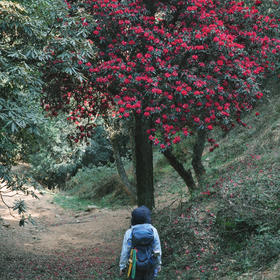 成人徒步 | 3.11周三/3.14周六嵩明马鞍山徒步赏花，闯入杜鹃花的海洋，漫山遍野各种各样的杜鹃花正在盛放，非入门路线，有一定强度！