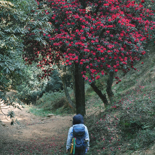 成人徒步 | 3.11周三/3.14周六嵩明马鞍山徒步赏花，闯入杜鹃花的海洋，漫山遍野各种各样的杜鹃花正在盛放，非入门路线，有一定强度！ 商品图0