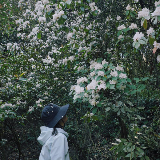 成人徒步 | 3.11周三/3.14周六嵩明马鞍山徒步赏花，闯入杜鹃花的海洋，漫山遍野各种各样的杜鹃花正在盛放，非入门路线，有一定强度！ 商品图5