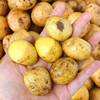 【自营】生态迷你土豆 300-350g ±10g 商品缩略图0
