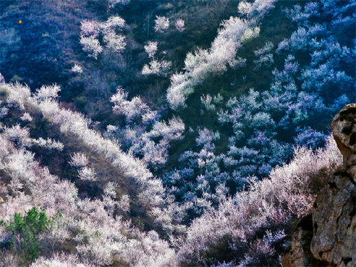 【银山塔林1日】湖门村-塔林环穿の徒步漫山遍野的粉色花海如梦如幻（初级） 商品图5