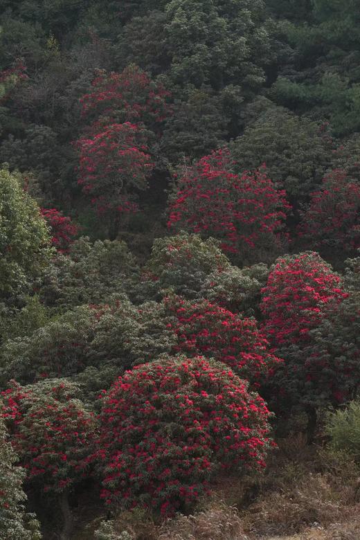 成人徒步 | 3.15周日寻甸凤龙山，草原徒步当日往返， 打卡高山草甸云端牧场，看昆明小新西兰！ 商品图10