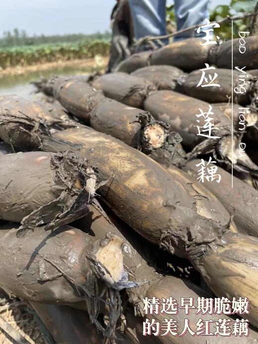 猫太推荐—荷仙莲藕 买3盒送1盒随机（荠菜，猪肉，鸡肉各一盒）共4盒 商品图5