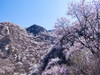 【银山塔林1日】湖门村-塔林环穿の徒步漫山遍野的粉色花海如梦如幻（初级） 商品缩略图1