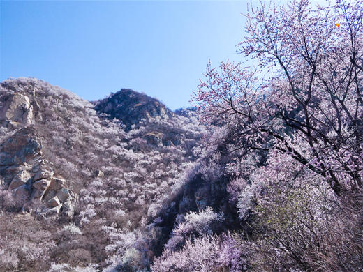 【银山塔林1日】湖门村-塔林环穿の徒步漫山遍野的粉色花海如梦如幻（初级） 商品图1