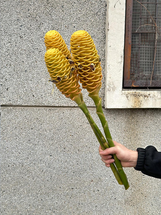 厄瓜多尔小熊维尼蜂蜜棒香波姜鲜切花 商品图3
