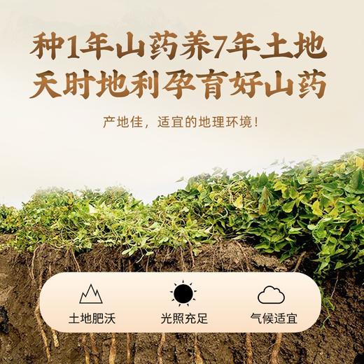 固本堂铁棍山药粉500g 商品图4
