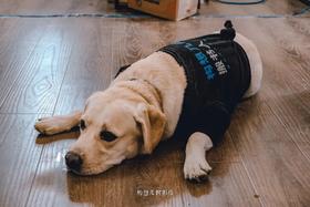 构想书单No.39丨宠物，是孤独的解药 