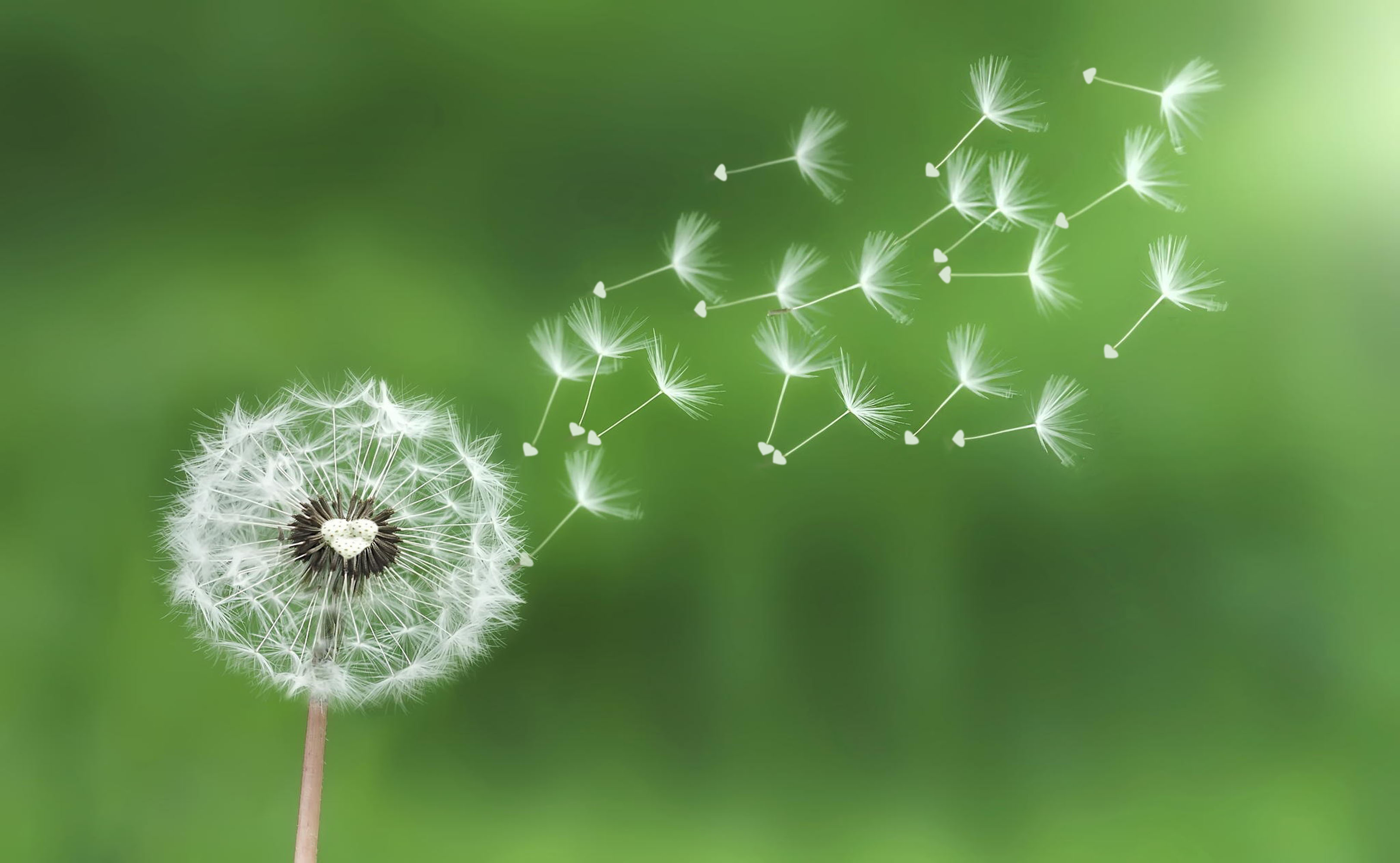 少点盐 | 玫瑰芋头粉 荔浦芋头 散走体内小疙瘩
