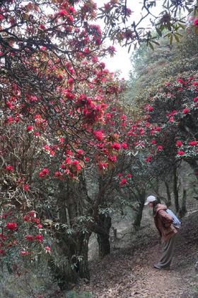 成人徒步 | 3.15周日寻甸凤龙山，草原徒步当日往返， 打卡高山草甸云端牧场，看昆明小新西兰！