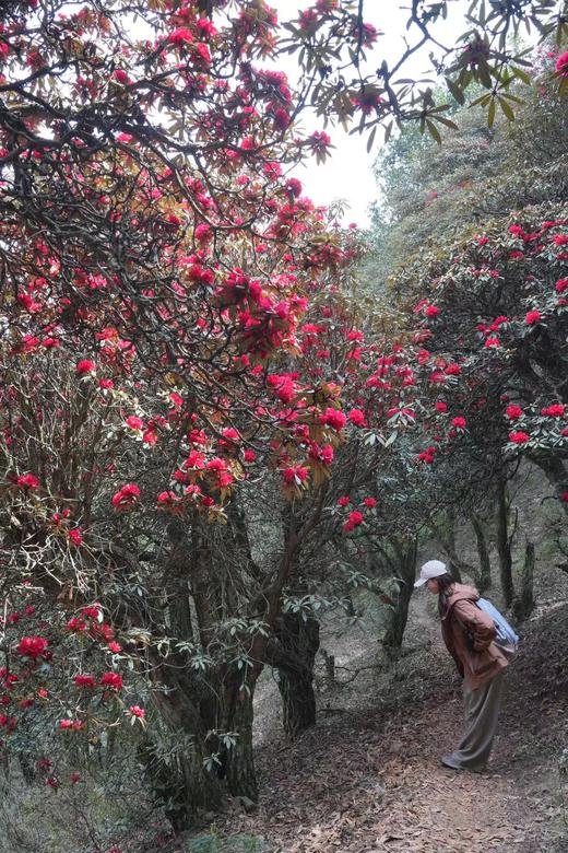 成人徒步 | 3.15周日寻甸凤龙山，草原徒步当日往返， 打卡高山草甸云端牧场，看昆明小新西兰！ 商品图0