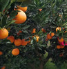 【伦晚橙热销】秭归橙 自然农法种植 宜昌道法自然福慧农场 商品缩略图3