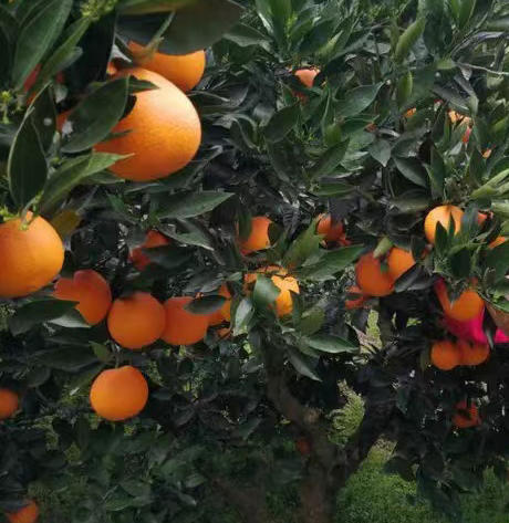 【伦晚橙热销】秭归橙 自然农法种植 宜昌道法自然福慧农场 商品图3