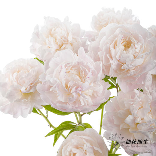 【预山东仓】顺丰空运包邮 | 东方少女【可备注发货时间】 商品图7