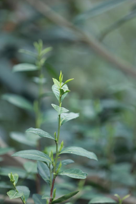 2026春茶·明前·碧螺春• 特级芽尖丨正宗苏州东山洞庭碧螺春 明前茶 ， 核心产区碧螺村，朋友家自产自销 来自叔叔30多年家传手艺 商品图9