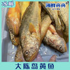 大陈岛黄鱼 商品缩略图0