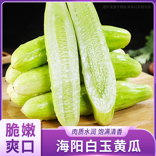 海阳白玉黄瓜 商品图0