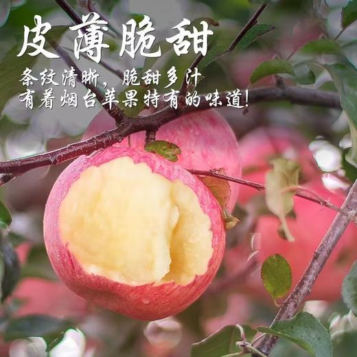 山东栖霞富士/精选大果 商品图2