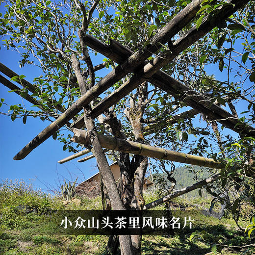 已售罄【梅子箐】2023年春茶‘ 喝了梅子箐忘了冰岛甜 ’ 云南临沧普洱茶生茶 357克/饼 一提5饼共1785克 商品图6