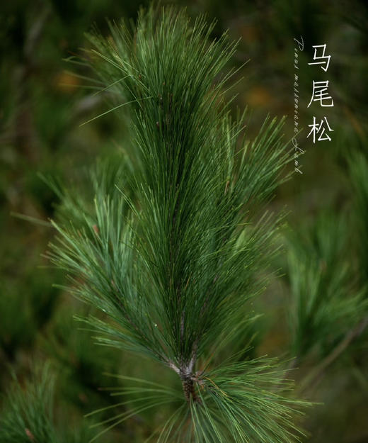 【叶材】国产马尾松  若干枝/扎 商品图3