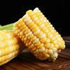 新鲜蔬菜系列  玉米1根约500g 商品缩略图4