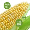 新鲜蔬菜系列  玉米1根约500g 商品缩略图5