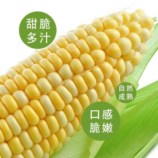 新鲜蔬菜系列  玉米1根约500g 商品图5