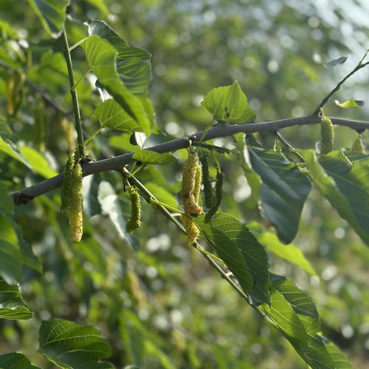 白玉桑果，稀有品种，产量低！蜜香味很浓很浓，纯甜，富含维生素、维他命、钙、铁等。其营养是苹果的5-6倍，葡萄的四倍，是水果中的冬虫夏草。纯天然，没有打过农药，化肥，不用洗可直接食用。100克/盒 商品图2