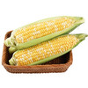 新鲜蔬菜系列  玉米1根约500g 商品缩略图0