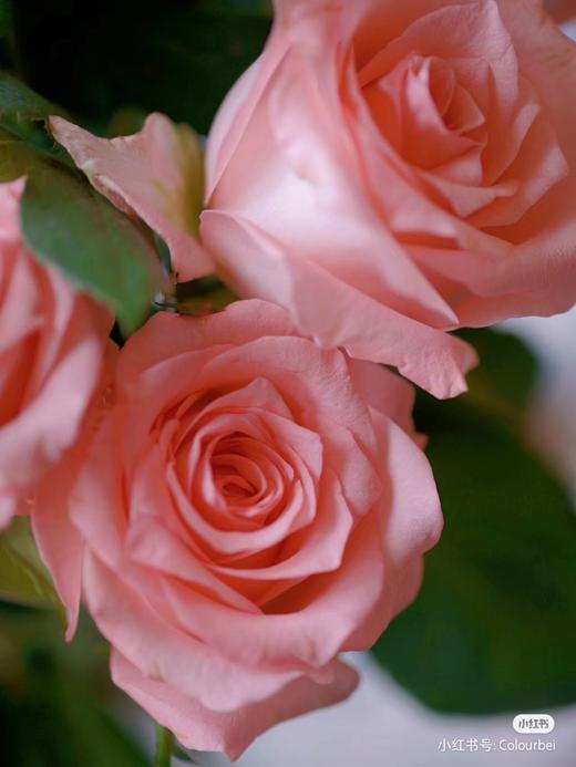 戴安娜玫瑰10支 商品图2