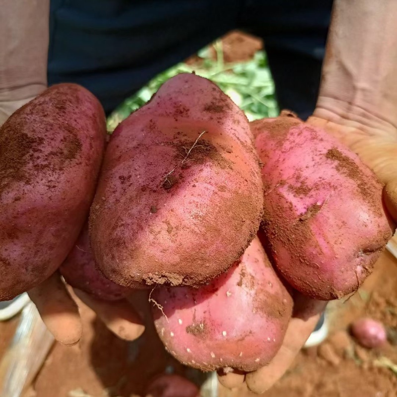 【云南红皮小土豆 】| 农家自种，更糯更面更香甜，皮薄肉黄，老人小孩吃得放心~