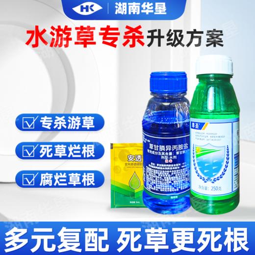 水游草专杀方案高效氟吡甲禾灵稻李氏禾草甘膦游草芦苇茅草除草剂 商品图1