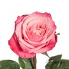 单头玫瑰 | 闺蜜 商品缩略图4