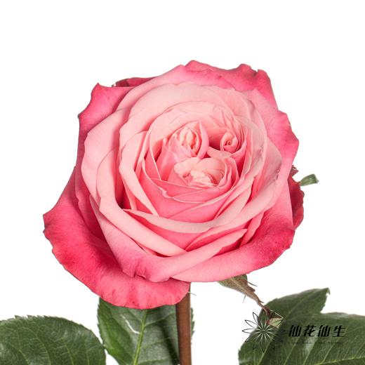 单头玫瑰 | 闺蜜 商品图4