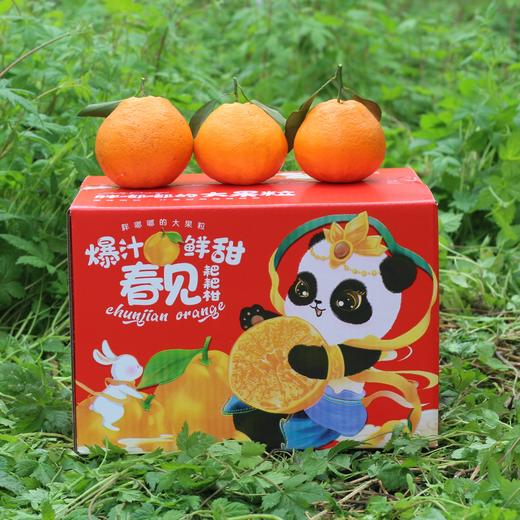 生态耙耙柑 | 现采现发  酸甜可口  |下单3天左右发货 | 合作生产 | 基地直发*Ecological raking Citrus 商品图4