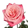 单头玫瑰 | 闺蜜 商品缩略图6