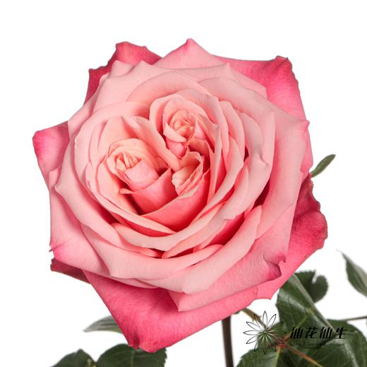 单头玫瑰 | 闺蜜 商品图6