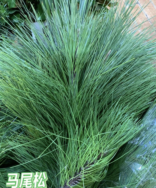 【叶材】国产马尾松  若干枝/扎 商品图2