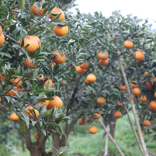 生态耙耙柑 | 现采现发  酸甜可口  |下单3天左右发货 | 合作生产 | 基地直发*Ecological raking Citrus 商品图6
