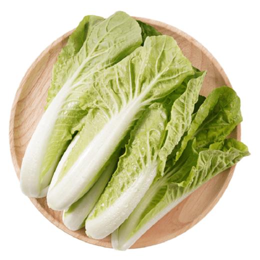 新鲜蔬菜系列  奶白菜500g 商品图0