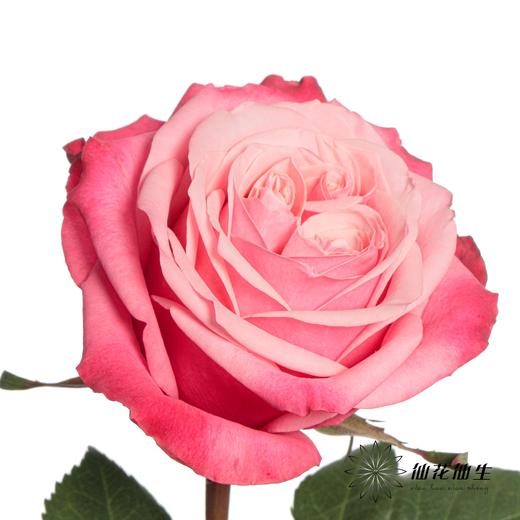 单头玫瑰 | 闺蜜 商品图5