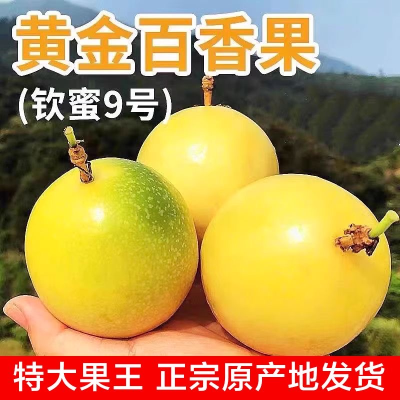 【钦蜜9号百香果】新鲜采摘 鲜美多汁 不加蜂蜜也甜的百香果 黄金百香果 一口下去 满满幸福感 大规格跟鸡蛋差不多大