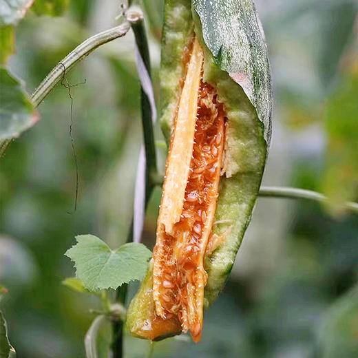 山东头茬羊角蜜 商品图1