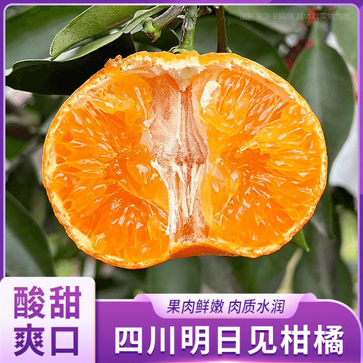 四川·明日见柑橘 商品图0