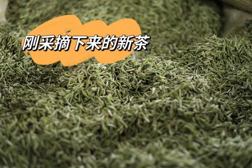 【手工蒙顶黄芽】周四（10.23）中午12点开始 2025年头茬，一茶难求！魏师傅的茶 魏久淞亲制，三麸三包  芽条匀整  色泽嫩黄  芽毫显露  花香幽长  汤色黄亮透碧  滋味鲜醇回甘 商品图4